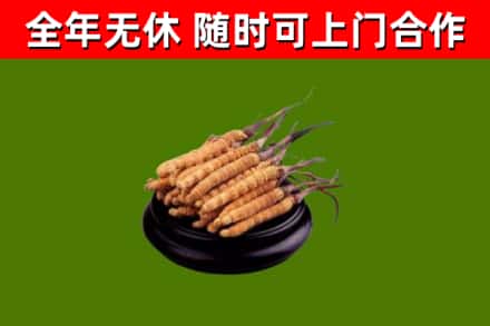 吉利烟酒回收冬虫夏草.jpg